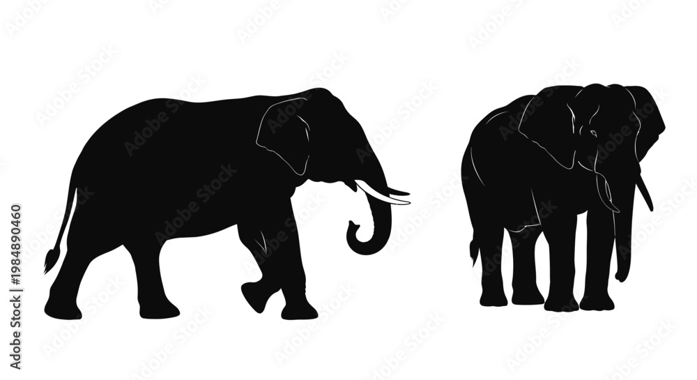 Fototapeta premium Two african elephants in a striking black silhouette on transparent background