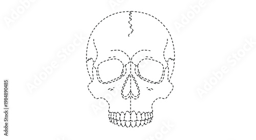 Human skull illustration with detailed dashed outlines for anatomy studies or simple educational tracing exercises.