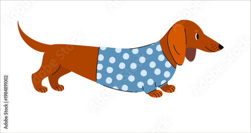 Cute dachshund wearing blue polka dot sweater. Flat vector illustration of sausage dog in cozy outfit, perfect for pet themed designs, kids graphics or playful prints.