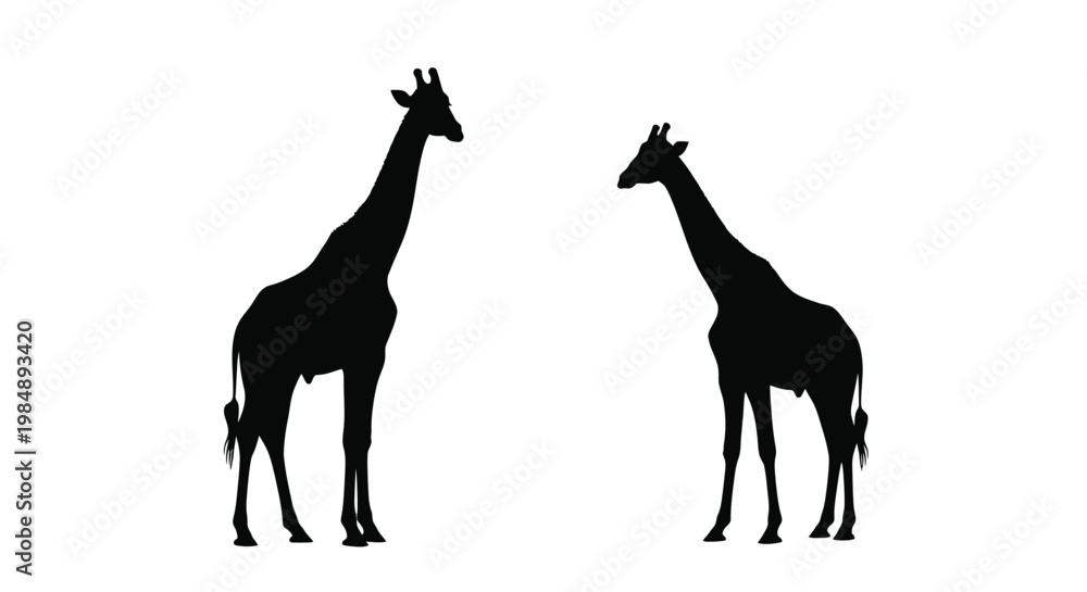 Fototapeta premium Two giraffes facing each other a striking black silhouette on transparent background