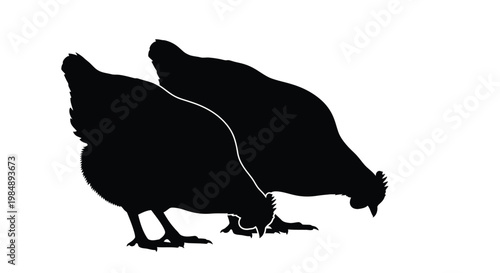Two chickens foraging a striking black silhouette on transparent background