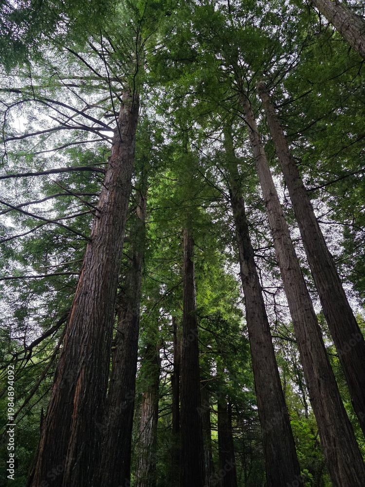 Fototapeta premium majestic towering trees in lush green forest