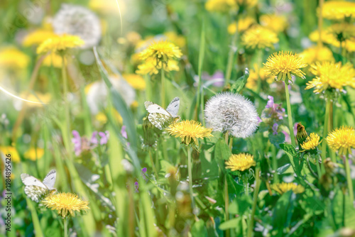 Butterfly on dandelion flower in meadow, beautiful nature in spring