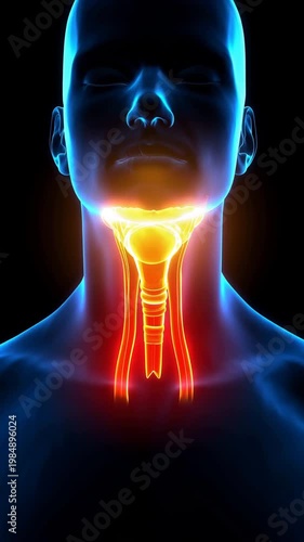3D Animation of Human Throat Anatomy Highlighting Glowing Larynx and Thyroid Gland Area
