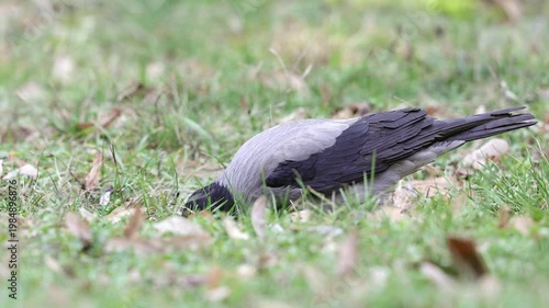 Slow motion 4K movie of an Hooded crow, Corvus cornix look very carefully and searching food through the dry leaves and fresh green grass on the ground in spring season.