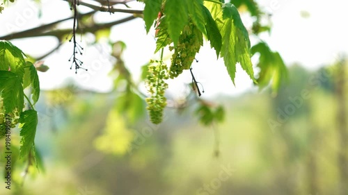 Close view of sycamore maple blossoms hanging from branches. Spring season tree with pollen and fresh leaves swaying in the wind