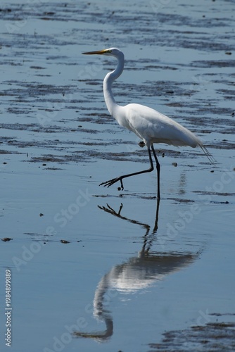 The great egret (Ardea alba) is a large, widely distributed egret.