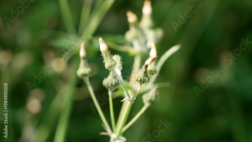 Closed flower buds of Common Sowthistle (Sonchus oleraceus) plant in the field close up