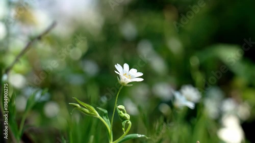 White wild flowers blooming in a sunlit meadow with green grass. Greater Stitchwort (Stellaria holostea)