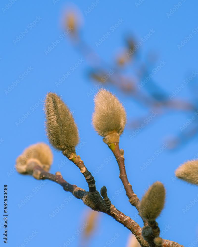 Fototapeta premium Quiet moment of spring captured in a single magnolia bud before awakening