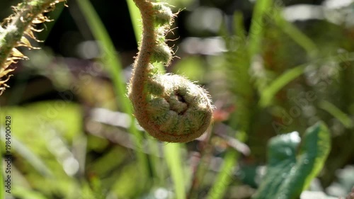 Unfurling fern shoot covered with delicate fibers. Organic plant growth in the wild.