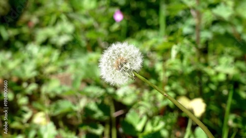Close up of single dandelion seed head with fine white filaments on thin stem against soft green blurred background in forest