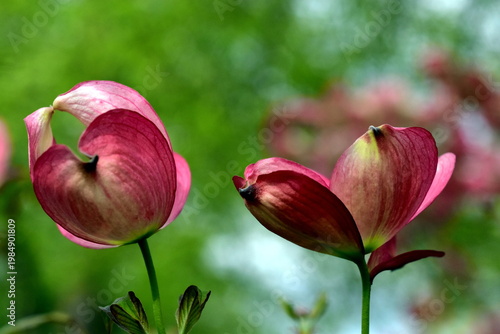 Nahaufnahme einer rosa Hartriegelblüte
