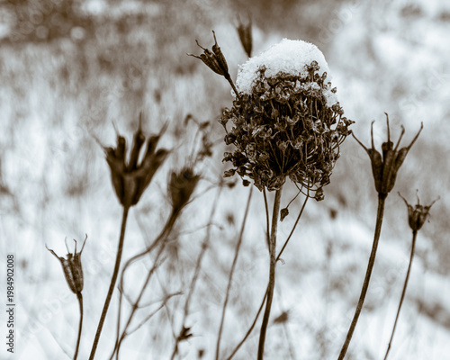 Quadro em tela Macro photography of dried allium seed heads covered with fresh winter snow