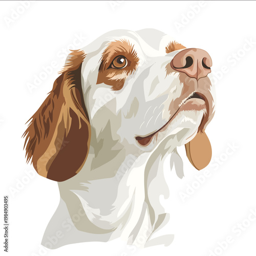 simple vector Clumber Spaniel clipart illustration white background vector art style simple design flat illustration no shadows