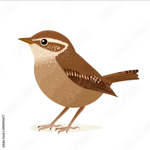 simple vector wren clipart illustration white background vector art style simple design flat illustration no shadows