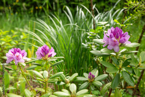 Rhododendron shrubs blooming in garden, natural outdoor scene with multiple pink flowers, spring growth, gardening concept, lush green foliage, real garden environment, horticulture and nature