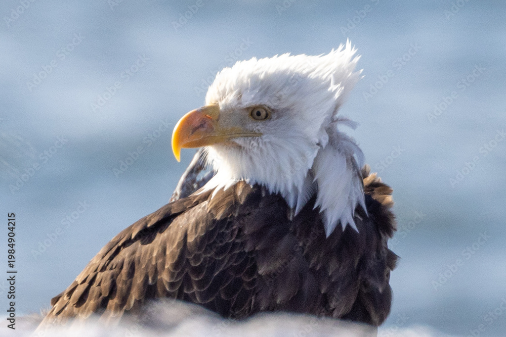 Fototapeta premium Windblown Mature Bald Eagle on the Homer Spit and Kachemak Bay, Alaska United States