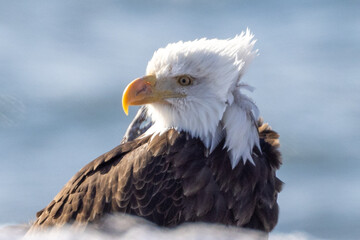 Windblown Mature Bald Eagle on the Homer Spit and Kachemak Bay, Alaska United States