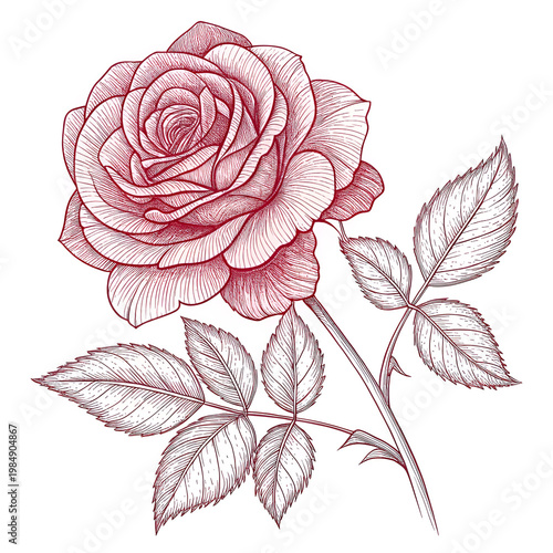 isolated rose flower line art with leaves
