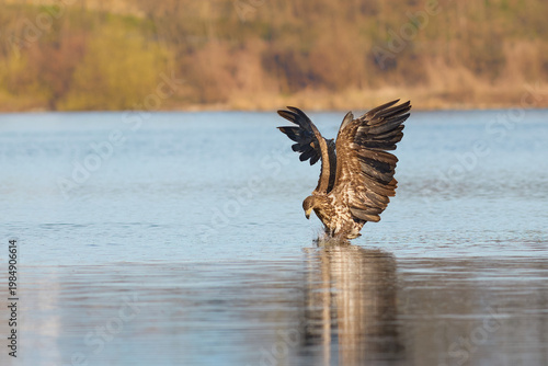 White-tailed Eagle hunting