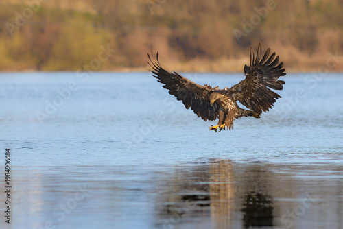 White-tailed Eagle hunting