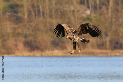 White-tailed Eagle hunting