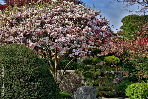 Der Japangarten im Freiburger Seepark im Frühling
