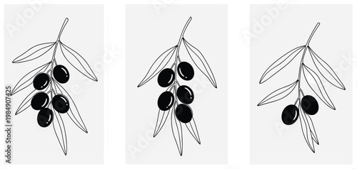 Olive branch set with black olives minimal botanical hand drawn line art vector illustration collection isolated