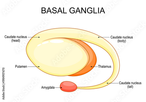 Basal ganglia, Amygdala and Thalamus anatomy. Limbic system