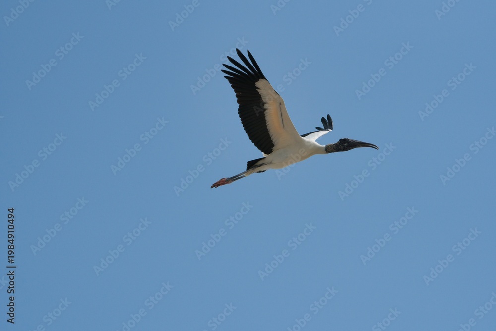 Fototapeta premium aves mexicanas
