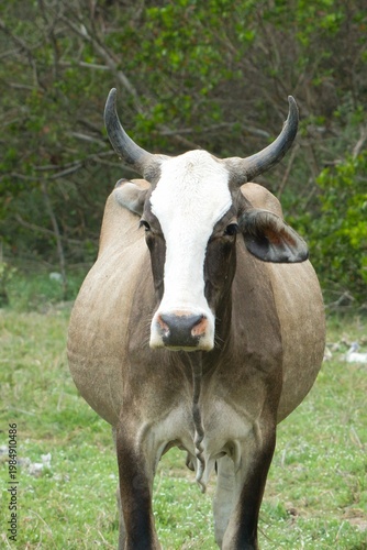 Фотография vaca mexicana