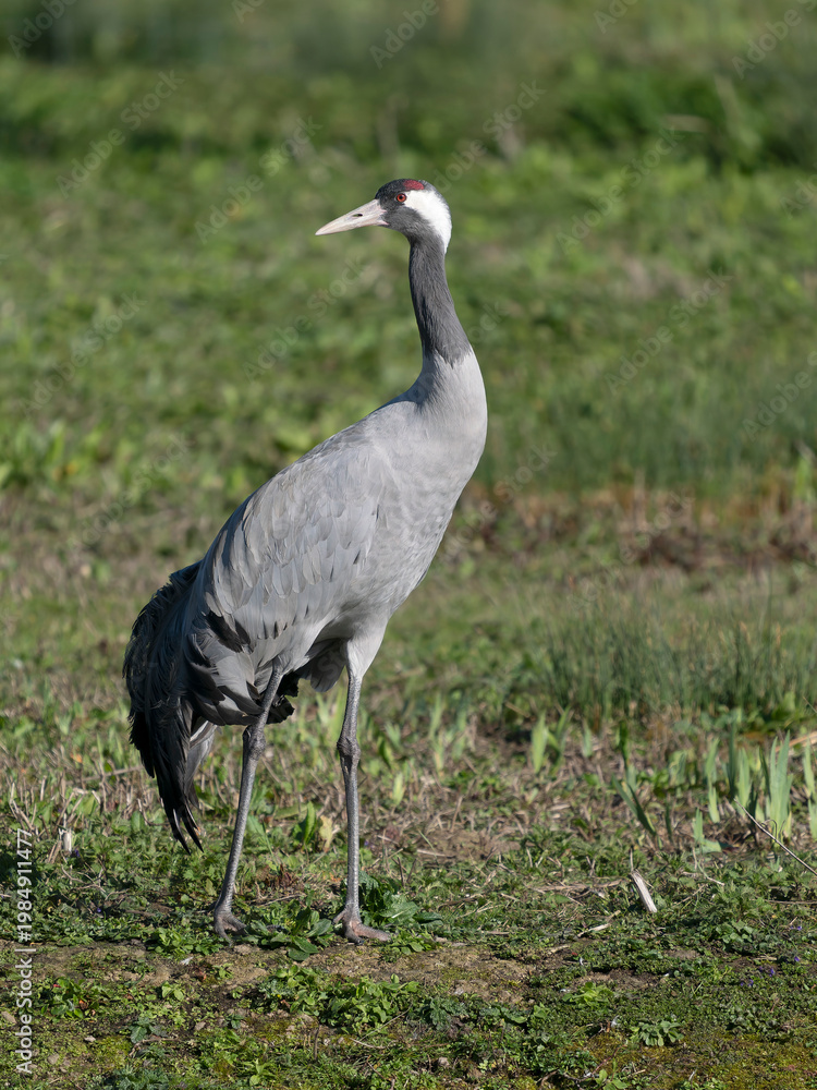 Fototapeta premium Common crane, Grus grus