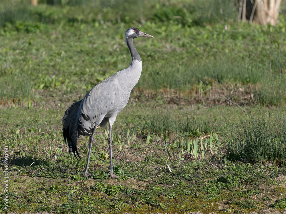 Fototapeta premium Common crane, Grus grus