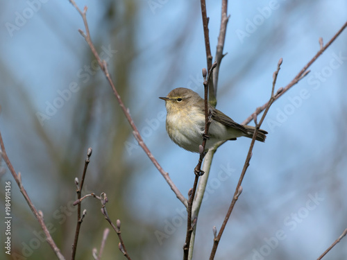 Chiffchaff, Phylloscopus collybita