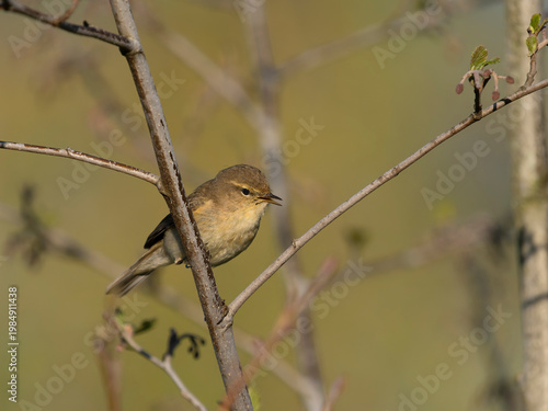 Chiffchaff, Phylloscopus collybita