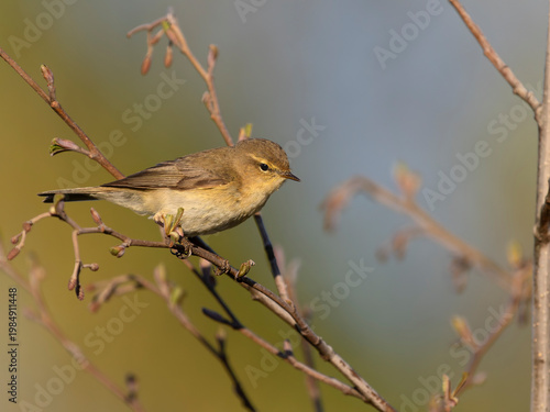 Chiffchaff, Phylloscopus collybita