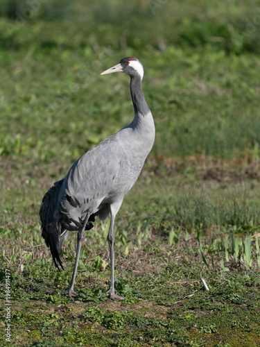 Common crane, Grus grus