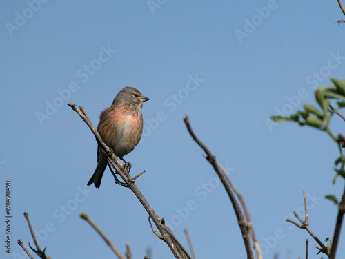 Linnet, Linaria cannabina,