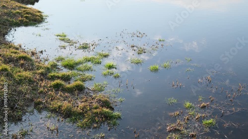 Still water mirrors blue sky, white clouds. Green and dry grass on bank in shallow water.