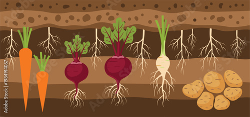 Root vegetables growing in soil layers cross section vector illustration with carrots beets and potatoes in flat design style