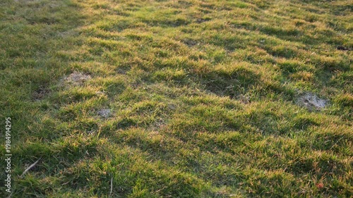 Golden light floods a textured field of green grass, with barely noticeable bugs flying in the background.