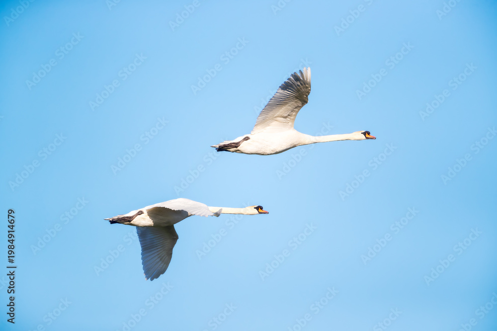 Obraz premium Mute swans in flight against clear blue sky