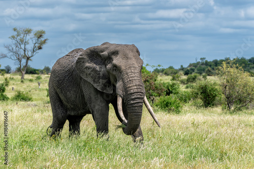 Elephant bull hanging around in the Kruger National Park in South Africa