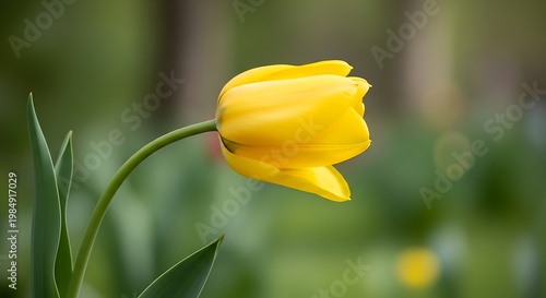 A vibrant yellow tulip bends gracefully on its stem, surrounded by soft green foliage