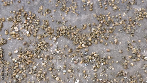 Many small river snails scattered on a wet sandy riverbank, top view