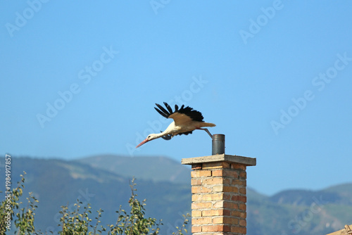 	
White stork flying from a chimney	