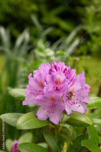 Bee pollinating rhododendron flower in garden, close up natural scene with pink blossom, spring bloom, insect activity, ecology concept, outdoor botanical environment, selective focus, nature detail