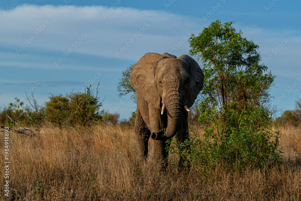Obraz premium Elephant bull hanging around in the Kruger National Park in South Africa