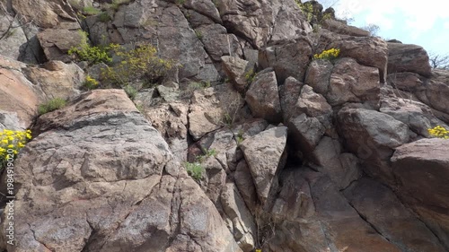 Yellow flowers growing in cracks of granite rocks on a sunny slope